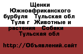 Щенки Южноафриканского бурбуля - Тульская обл., Тула г. Животные и растения » Собаки   . Тульская обл.